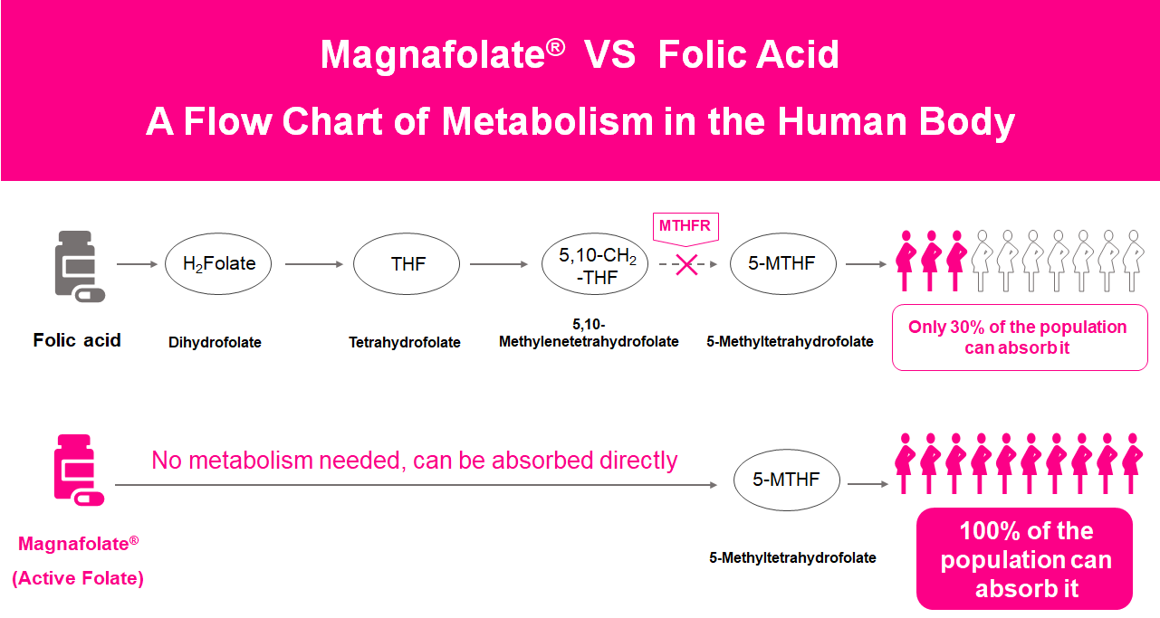 A flow chart of Metabolism in the human body, Active Folate VS Folic Acid