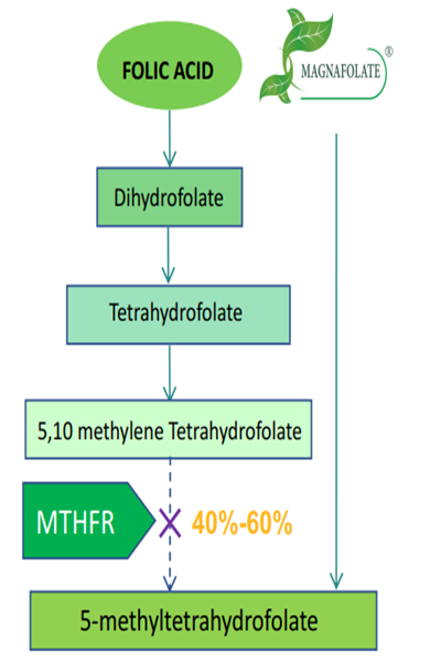 Why it’s necessary to use active folate L-5-MTHF Ca rather than folic acid?