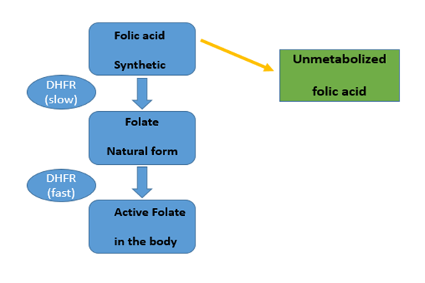 Daily 266mcg folic acid intake is disrupting our normal folate metabolism