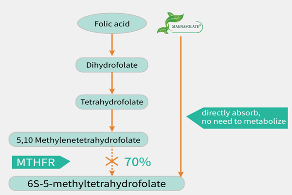 Do you know the difference between Magnafolate and folic acid ?