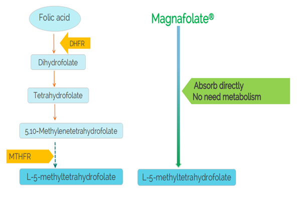 Is it necessary to take supplements containing methylfolate rather than folic acid?