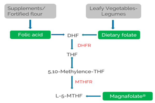 What is MTHFR?