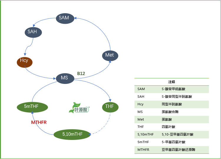 MTHFR genotype causes abnormality of folate metabolism and related disease mechanism