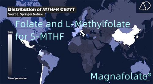 Folate and L-Methylfolate for 5-MTHF