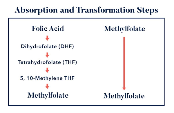 What are the key similarities of folic acid and L-methylfolate?