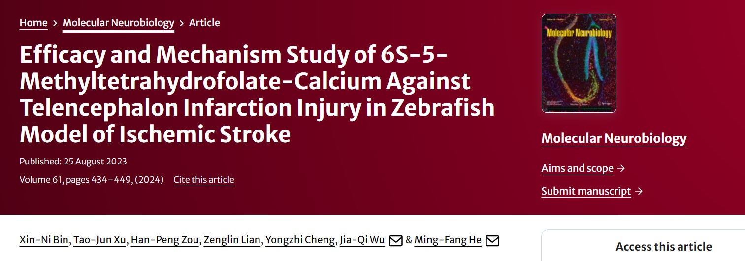 Protecting Brain Health: 6S-5-Methyltetrahydrofolate Calcium, New Hope for Stroke Prevention and Treatment